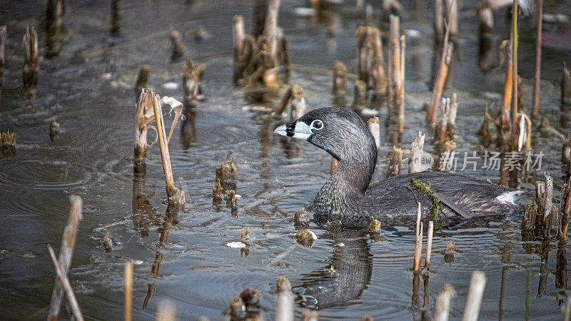 各种各样的喙grebe, pid -billed grebe, American dabchick。